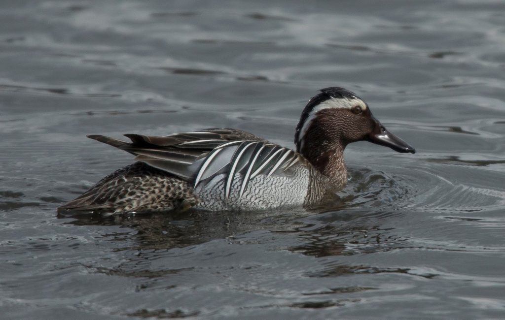 Denaby Ings